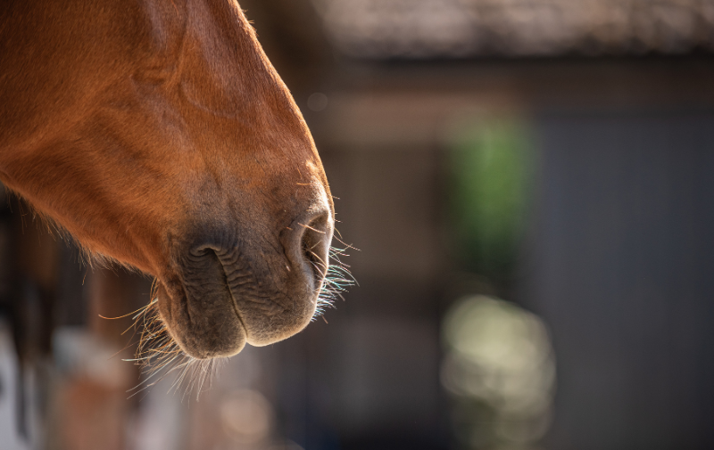 Grumpy Gelding is HERE!