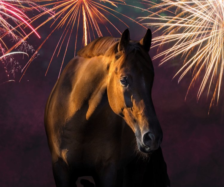 Remember, Remember – Our top tips for Firework Fears with horses, dogs and humans
